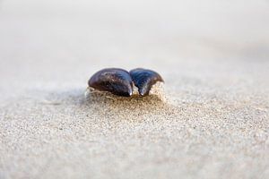 Mussel shell on the beach