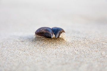 Mosselschelp op het strand