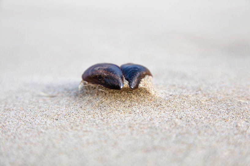 Mosselschelp op het strand van Johan Zwarthoed