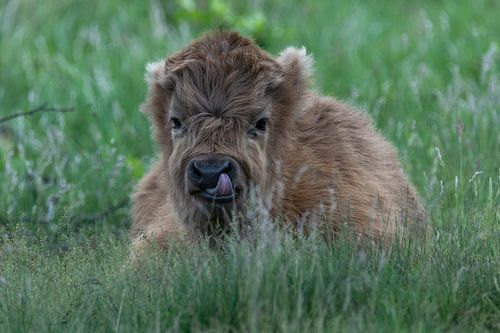 Schottisches Highlander-Kalb auf dem weißen Moor (Twente)