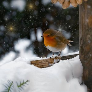 Atmosphère d'hiver. Les merles.