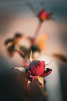 Rosen - ein strahlender Neubeginn