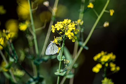 Geaderd witje op koolzaad