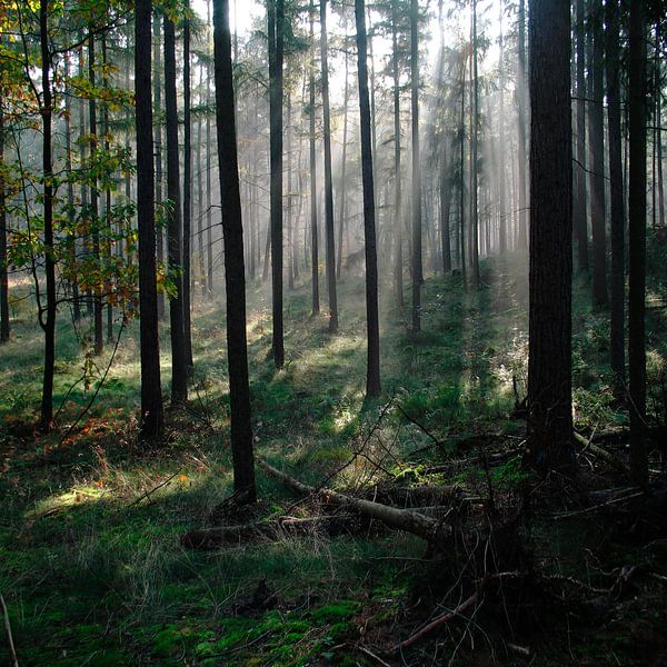 mystical forest by Marije Engelsman