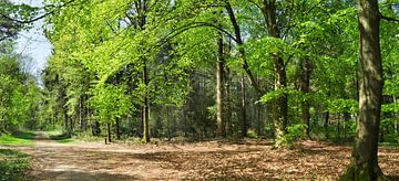 Panorama spring forest by Corinne Welp