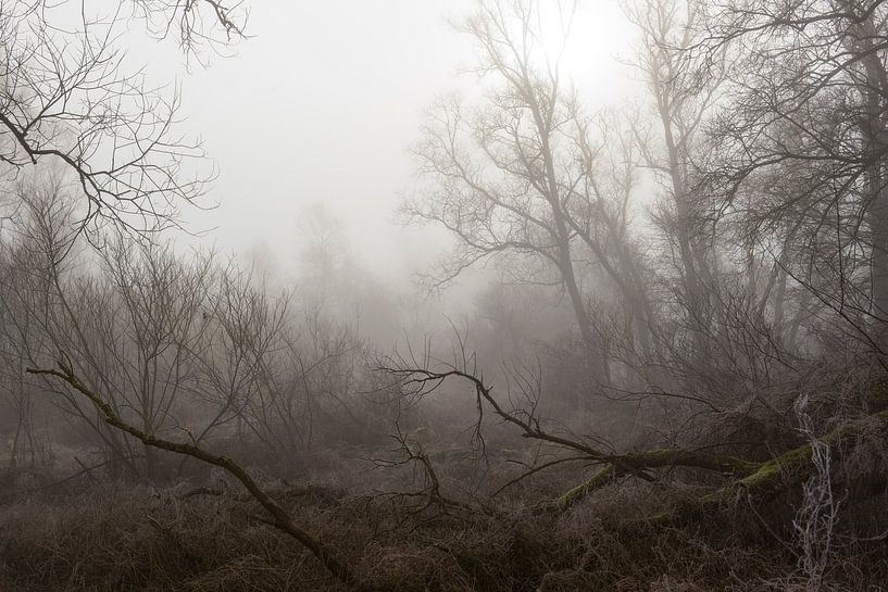 Nebliger Morgen von René Jonkhout
