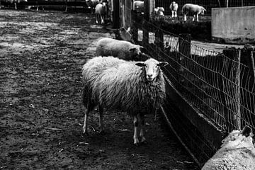 Moutons sur Esther Gerritsen