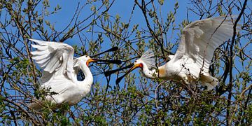 Mating spoonbills by Marian Bouthoorn