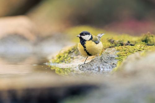 Mésange charbonnière sur Quirina