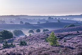 Posbank Rheden von Henny Reumerman