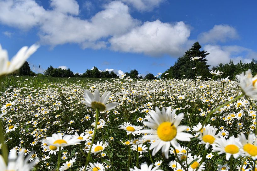 A field of wildflowers by Claude Laprise