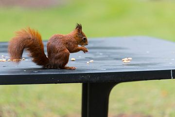 rode eekhoorn zoekt voedsel op een herfsttafel
