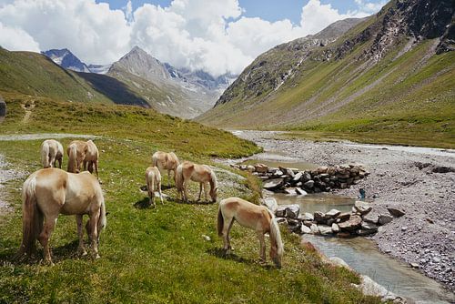 Herd of haflingers grazing by the meltwater