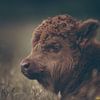 Close-up of a Scottish highlander calf in the Dutch meadow in a dark moody setting. by Maarten Oerlemans