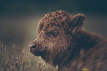 Close-up of a Scottish highlander calf in the Dutch meadow in a dark moody setting.