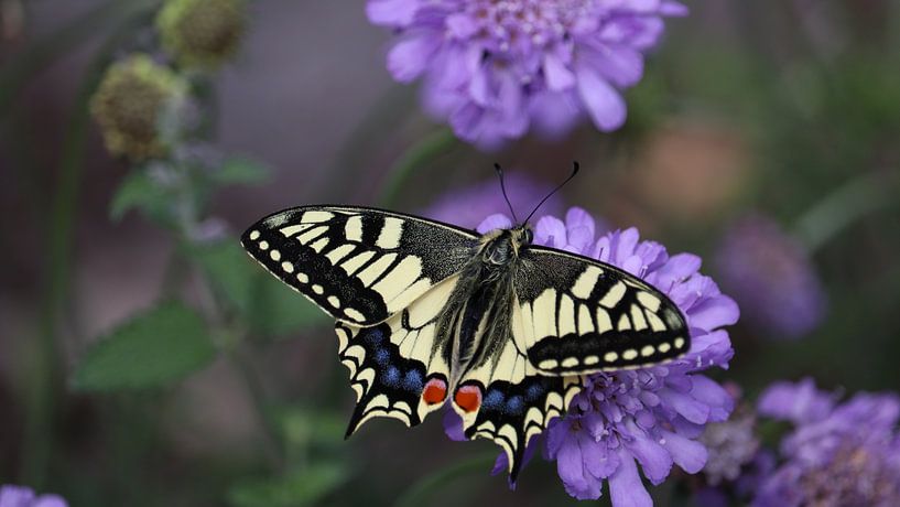 Zebra swallowtale vlinder van Niels pothof