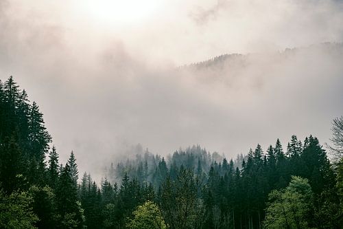 Wolken boven het bos in de Zgornje Jezersko vallei zicht tijdensin