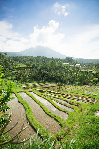 Rijstvelden van Jatiluwih Bali Indonesië
