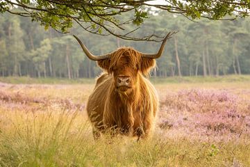 Schotse hooglander koe op de bloeiende heide van KB Design & Photography (Karen Brouwer)