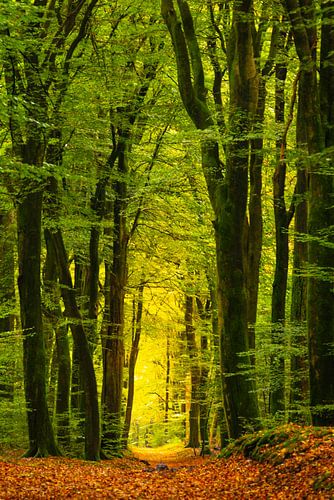 Met bladeren bedekt pad door een beukenbos