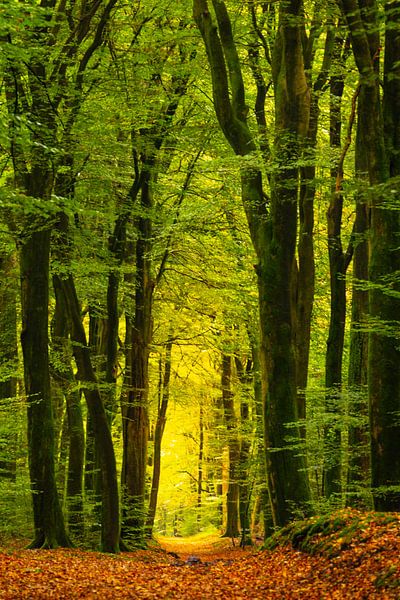 Leaves covered path through a Beech tree forest by Sjoerd van der Wal Photography