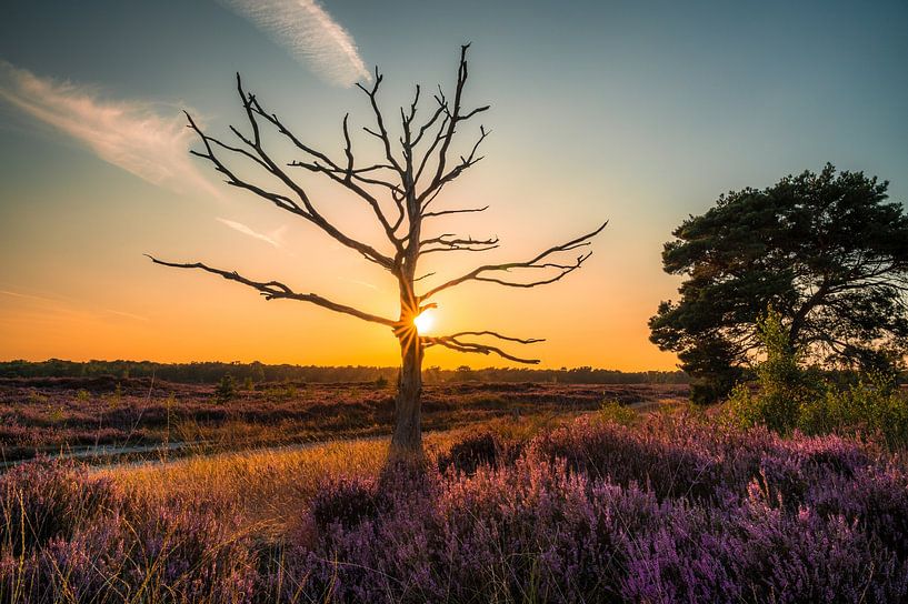 Dead tree by Peter Deschepper