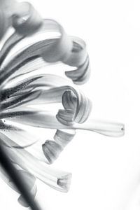 Abstract monochroom Kaukasische voorjaarszonnebloem