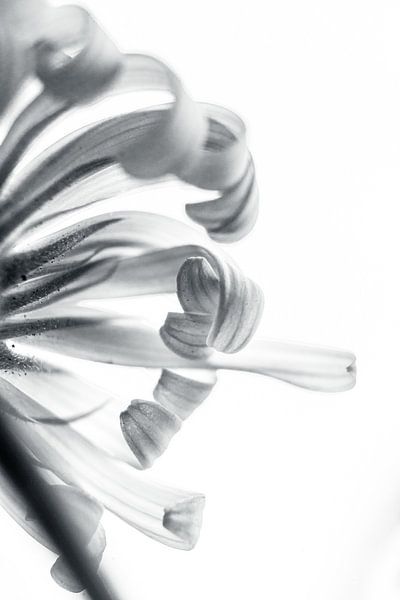 Abstract Monochrome Leopard's' Bane, by Imladris Images