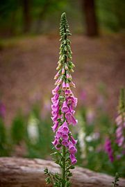 Fingerhut in der Wildnis von Jenco van Zalk