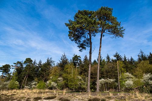 Green Peel Valley 3 (Helmond)