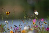 Bunte Sommerwiese