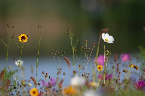 Prairie d'été colorée