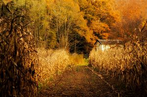 The white house between the cornfield in autumn