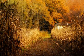 Het witte huisje tussen het korenveld in de herfst