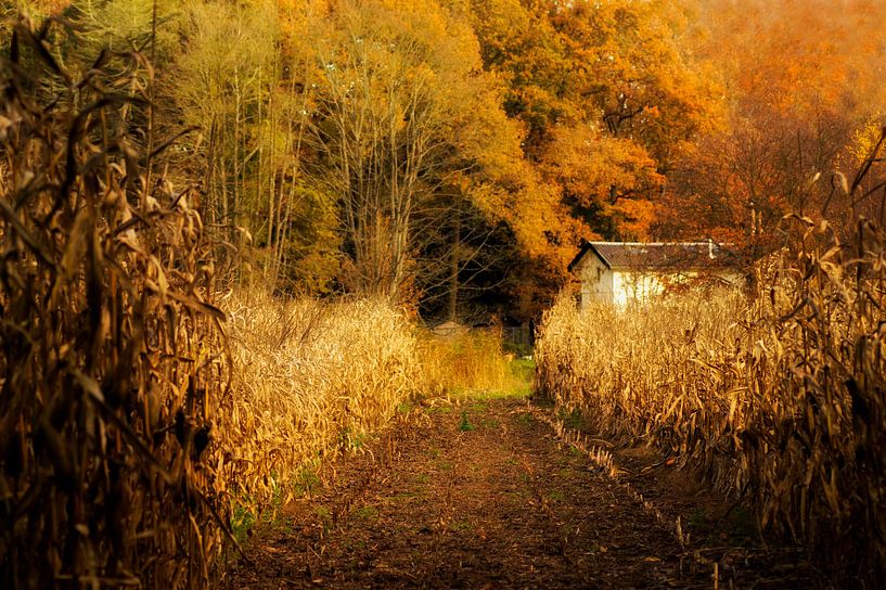 The white house between the cornfield in autumn by Birgitte Bergman