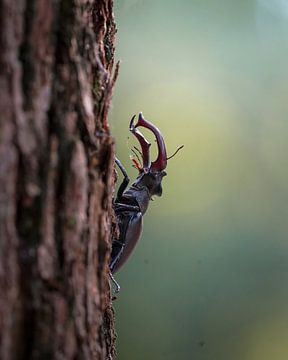 Cerf volant sur Tom Zwerver