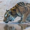 Drinkende tijger von Ellen van Schravendijk