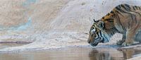 Drinkende tijger van Ellen van Schravendijk thumbnail