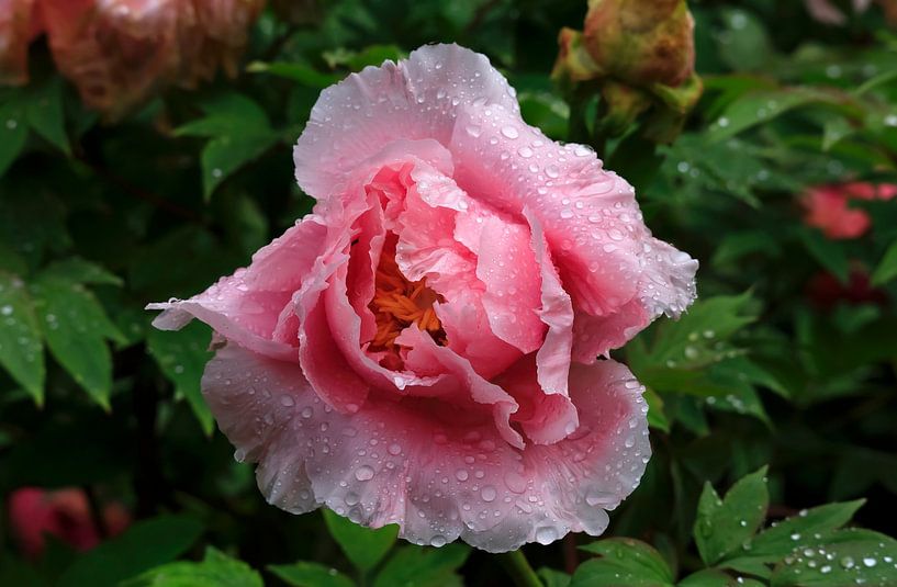 Peony splendour by Thomas Jäger