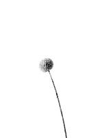 Schwarz und weiß Stillleben Blume