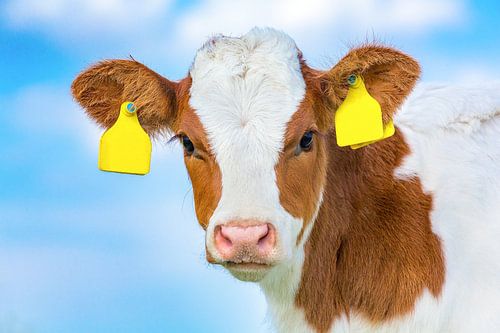 Close up portrait head of newborn dutch calf with  sky