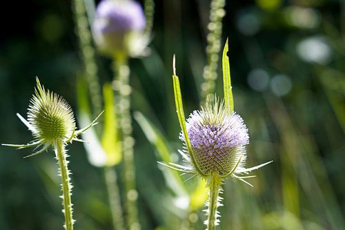 Fleurs de chardon