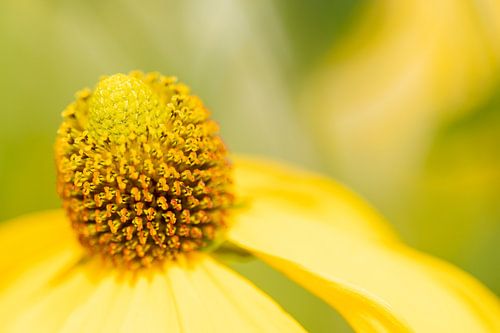 Floraison d'ete