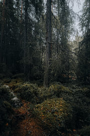 Mysterieus bemost dennenbos in de namiddag — Verticale landschapsfoto van Scandinavië van Dylan Winter Visuals