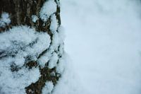 winterwonderland
