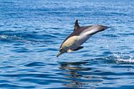 Jumping Dolphin van Maarten Groot thumbnail