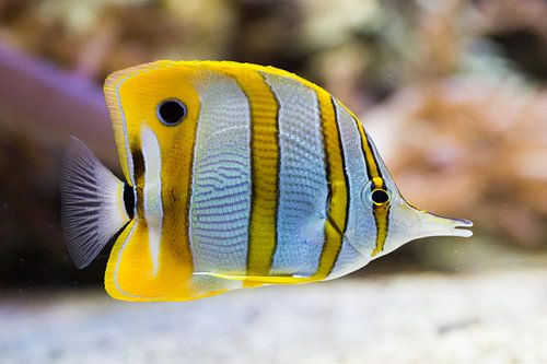 Geel witte exotische vis