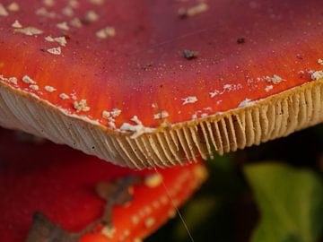 l'agaric moucheté (champignon) dans la forêt en automne. gros plan des spores sur Eline Oostingh