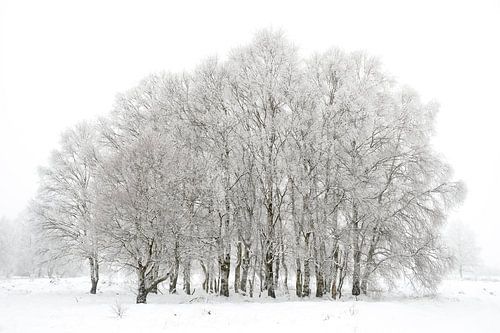 Winter landscape High Fens