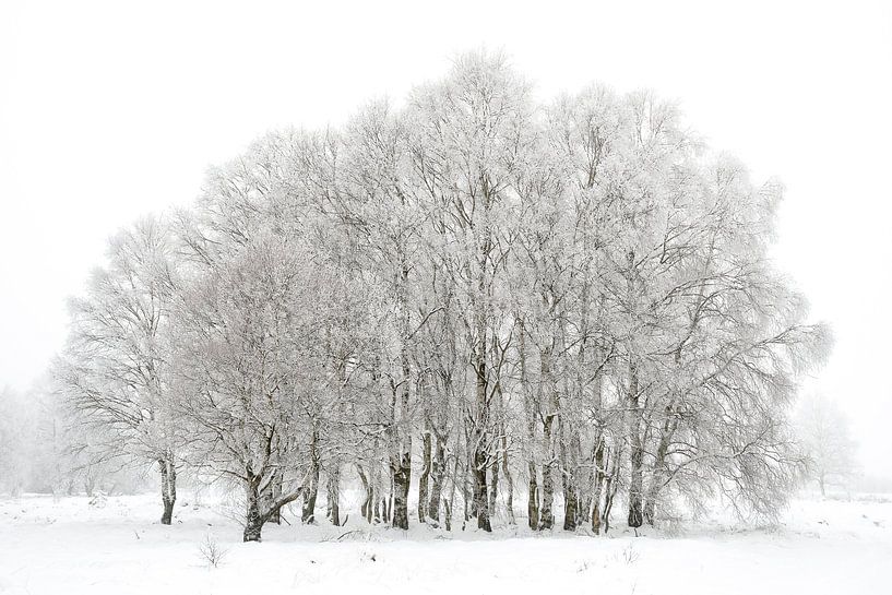 Winter landscape High Fens by Kaat Dirckx
